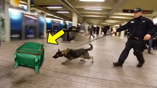 Police Dog Suddenly Rushed To an Suitcase. Airport Officials Checked It And Were Dumbfounded!