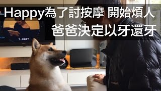 為了討按摩開始煩人模式！爸爸終於想到對策！【柴犬 我是Happy，她是蜜獎】