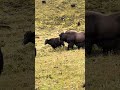 tibetan wild yak.