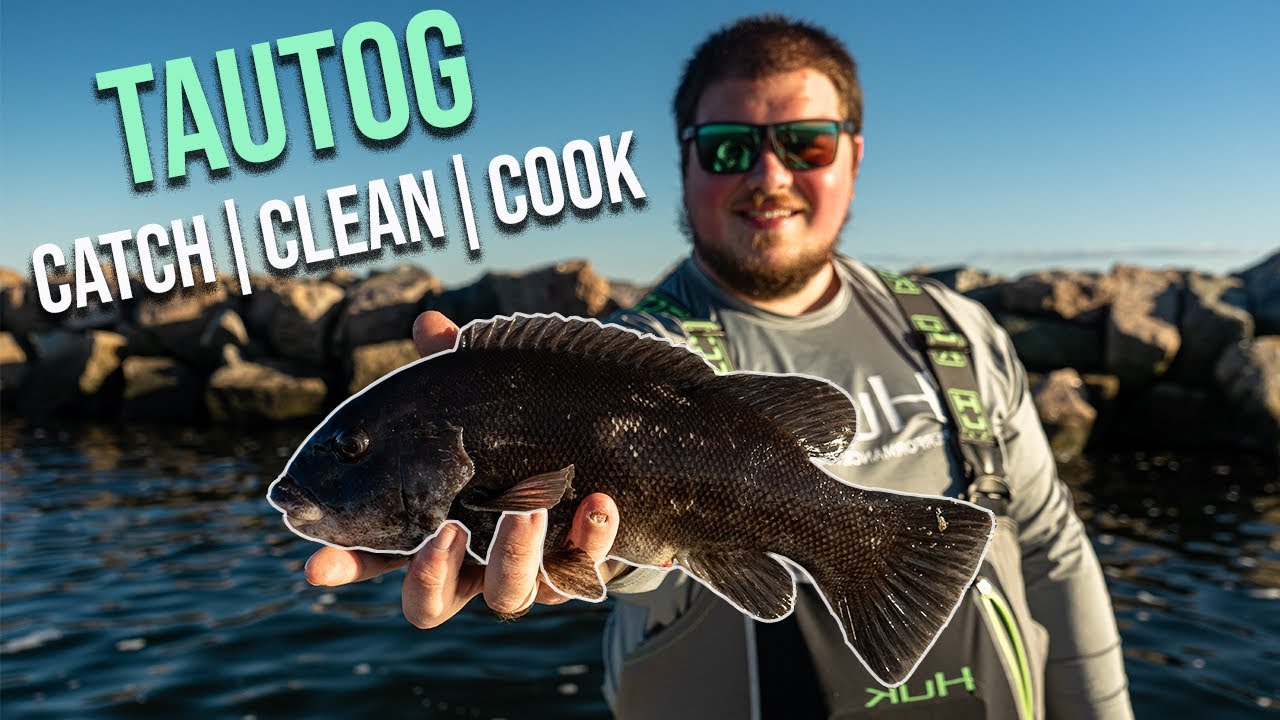 How To Catch And Cook TAUTOG/BLACKFISH - CATCH | CLEAN | COOK - YouTube