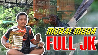 RAWATAN MURAI BATU MUDA FULL JANGKRIK HARIAN TANPA VOER - BEDAH SETTINGAN MURAI MUDA By HoBi ID