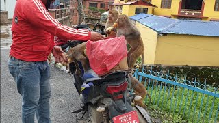 feeding potatoes to the hungry wild monkey || Thank you Rohan Ghale €200 WORK AT UNITED KINGDOM