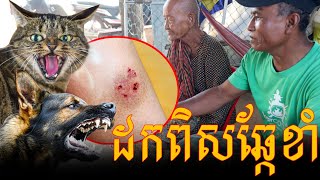 គ្រូស្ដោះឆ្កែខាំ ឆ្មាខាំ តារិនព្រៃខ្លា 0883172090