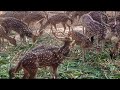 চিত্রা হরিণ জাতীয় চিড়িয়াখানা axis deer in national zoo