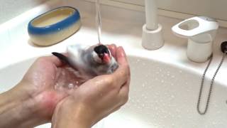 桜文鳥ラッキーちゃん　水浴びも手の中で　bathing in the hand