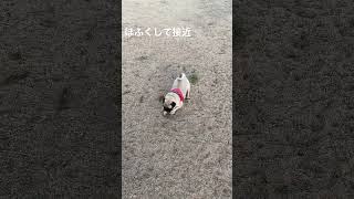 匍匐前進パグ撃沈😭【むっく】