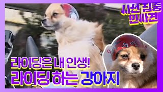 ‘라이딩 하는 강아지’ 라이더犬 주연이!ㅣ순간포착 세상에 이런 일이(Instant Capture)ㅣSBS Story