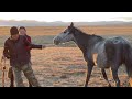 horse milking ancient nomad life in the high mountains