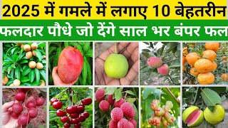 2025 में गमले में लगाए 10 बेहतरीन फलदार पौधे | Plant 10 Best Fruit Plants In A Pot 2025