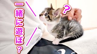 膝の上で顔を見上げる生後３０日の子猫が可愛すぎた。【保護猫】