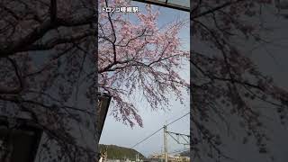 【嵯峨野トロッコ列車公式】トロッコ嵯峨・嵐山駅の桜 #Shorts