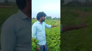 மாமா என்ன ஆச்சி #viralvideo #vivasayi #villagelife #vlog #farming #agriculture #food #karuveppilai