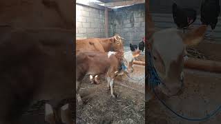 Sapi simental breeding tradisiona#simental#cow #farming#farmer #farm#limousine #breedingprogress#fyp