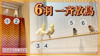 【インコ・オウム・フィンチ】6羽をひとつの画面におさめたい‼️