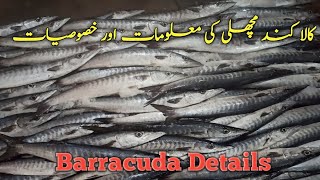 Barracuda Fish Information | کالا کند مچھلی کی معلومات #barracuda #fishinfo #kalakund