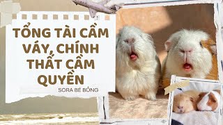 [Truyện Audio ] [FULL] TỔNG TÀI CẦM VÁY, CHÍNH THẤT CẦM QUYỀN || Sora Bé Bỏng