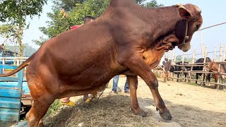 cow unloading, cow videos, cow video, big cow, goru hamba cow, Ep - 379