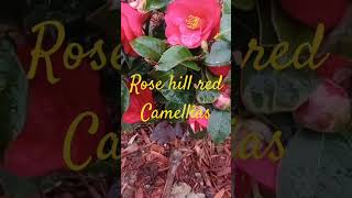 Rose hill red Camellia are stunning