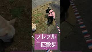 【フレブル】お散歩 #japan #beautiful #japanese #japanesestyle #フレンチブルドッグ #frenchbulldog #japangram #フレブル