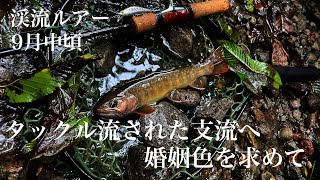 【渓流ルアー】シーズン終わりにイワナパラダイス。鳥取渓流。