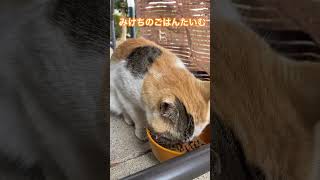 みけちのごはんタイム🐈 #cute #cutecat #ねこのいる生活#地域猫#猫好きさんと繋がりたい