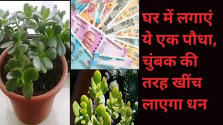 #crassula plant#घर में लगाएं कुबेराक्षी यानी क्रासुला का पौधा,  दूर होगी #negativityor money problem