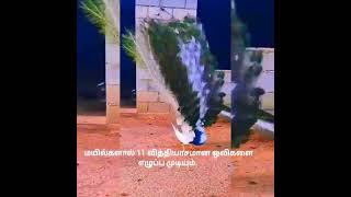 மயில் 🦚 பற்றி சில தகவல்கள் 🦚