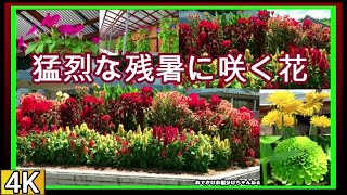 ●4k　2023年　猛烈な残暑に咲く花~その1　【香川県園芸総合センター】