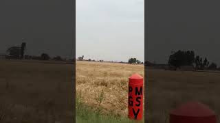 Kanak #wheat #punjab #harvest #kanak #gehu #baisakhi #wheatharvesting #combine #combineharvester