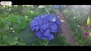 아름다운 여름꽃 수국이야기Hydrangea, a beautiful summer flower.