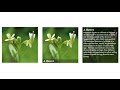 CSS - Show Text Over An Image On Hover Without JavaScript ( With And Without Footer Text)