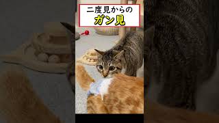 初めて見るオムツに思わず二度見する猫ｗ#shorts #shortvideo #funny #cat