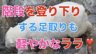 【円山動物園シロクマ】階段を昇り降りする足取りも軽やかなララ❣️