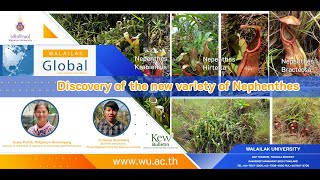 Walailak Global Contributing to The World: Walailak Discovery of the new variety of Nephenthes