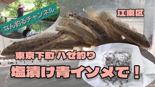 東京下町江戸前ハゼ釣り 塩漬け青イソメを試します