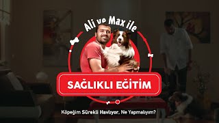 KÖPEĞİM SÜREKLİ HAVLIYOR, NE YAPMALIYIM? #SağlıklıEğitim