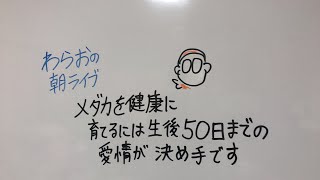 わらおの朝ライブ【第46回】メダカを健康に育てるには生後50日までの管理が大切 2023.2.17放送 滋賀県のメダカ販売店 めだか藁屋 高木正臣