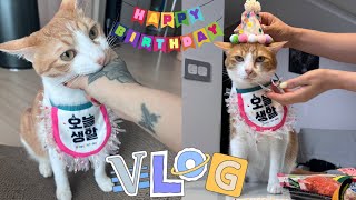 길고양이 나초와 만난 지 1년 되는 날! 나초의 일상 It's been a year since I met Nacho the street cat! Nacho's daily life!