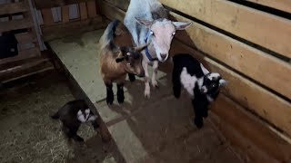 Goats at night | nightly routine with goats during Craft show season