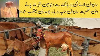 Sahiwl Cattle And Breeding farm || Yaqob Sandhu Tariq Sandhu || ساہیوال گائے کی بریڈنگ سے دنیا میں ش