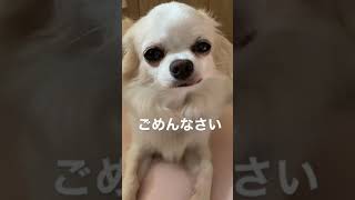 母さんに怒られちゃってしょんぼりするチワワの空くん#shorts