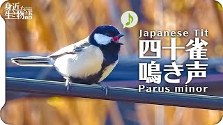 【鳥の鳴き声】シジュウカラの鳴き声06 birdsong of Japanese Tit  Parus minor 身近な生き物語【wild birds sounds】