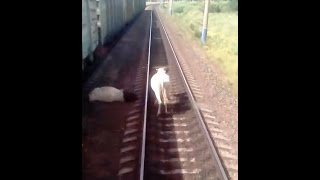 Поезд сбил корову по дороге из Тулуна