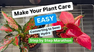 Converting Houseplants to Semi Hydroponics Detailed Steps Relaxing Plant Chores Plants Grown in Leca