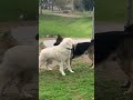 Pyrenees vs German Shepard