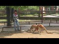 飼育員さんにエサをもらうアカカンガルー　ふれあい牧場　富士サファリパークに行ってきました～～　00135