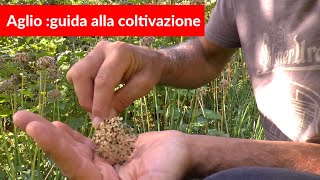 Aglio Perenne: guida alla coltivazione