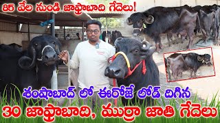 30 Jafrabadi & Murra Buffaloes for sale| 85 వేల నుండి.. హర్యానా,గుజరాత్ లో ఈనిన గేదెలు దొరకడం లేదు!