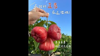 【林邊蓮霧好吃的祕密】產地直擊