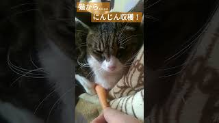 猫からニンジン収穫！